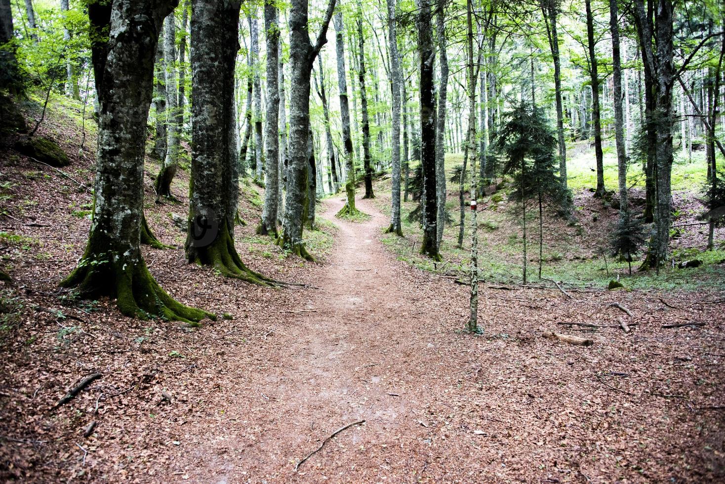 Weg im üppigen Wald foto