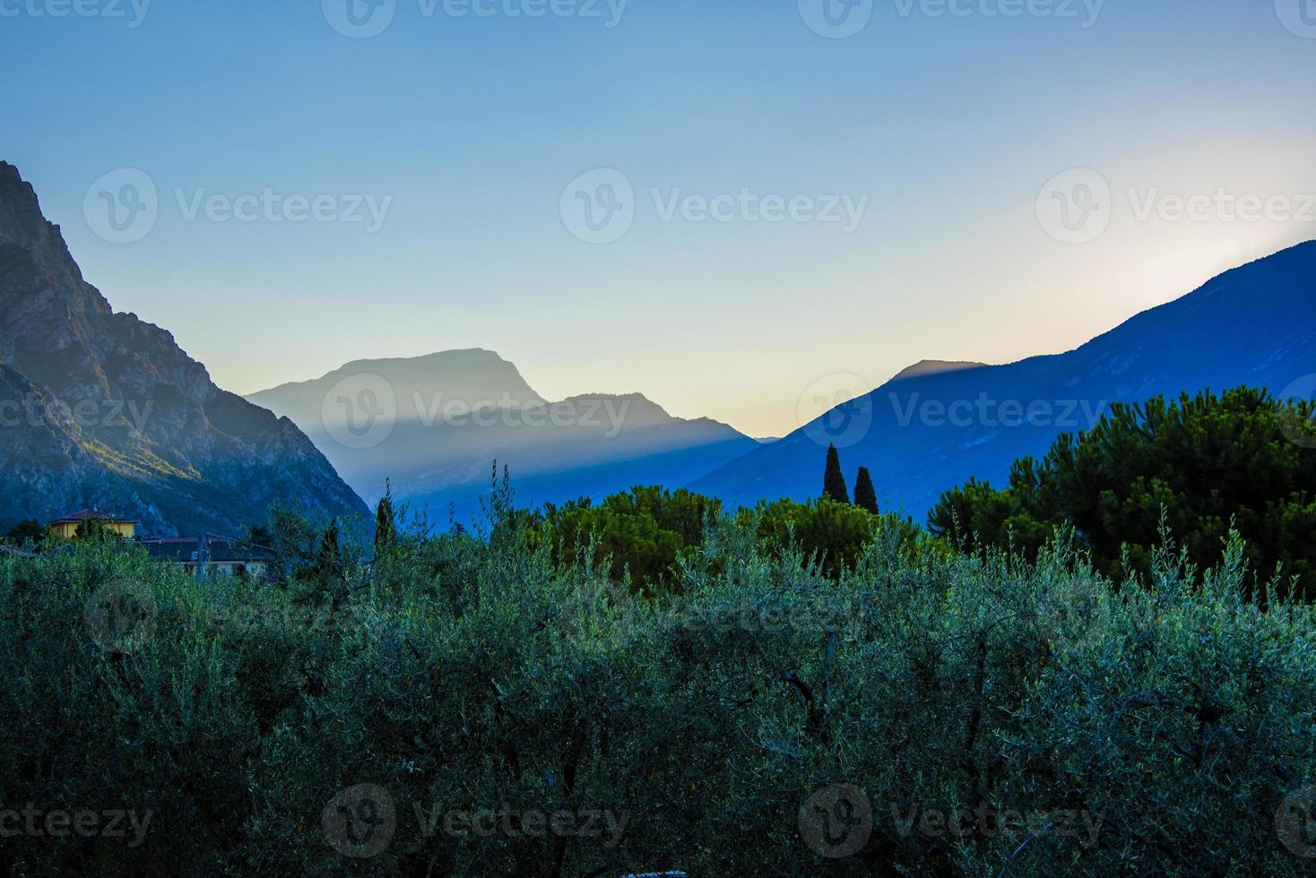 Sonnenaufgang zwischen den Olivenbäumen foto
