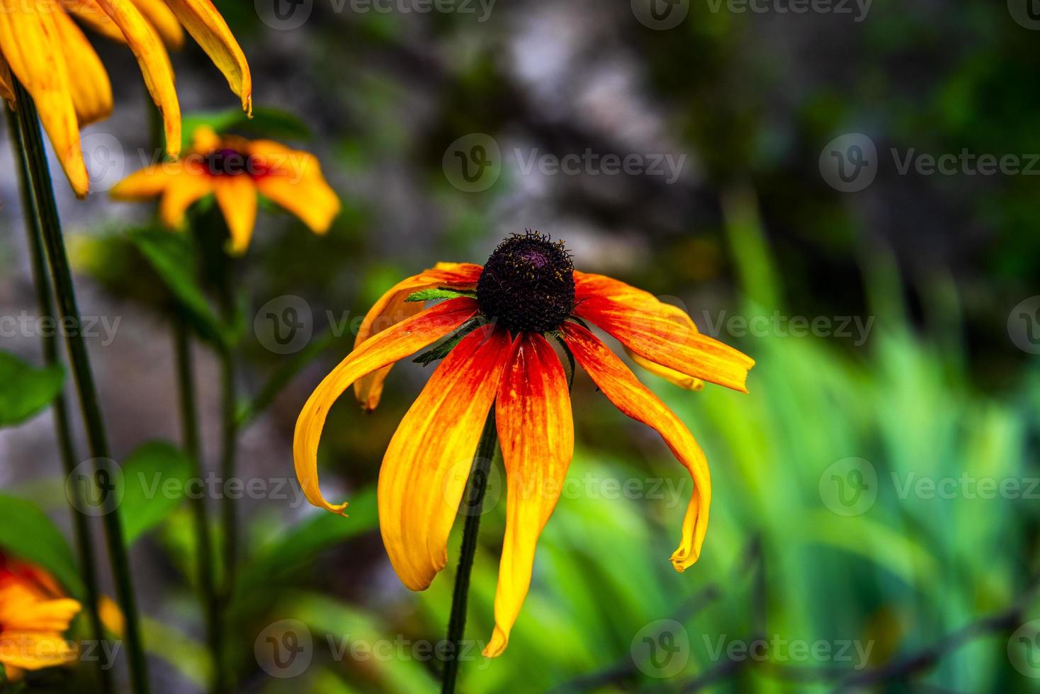 rudbeckia fulgida aiton Blume foto