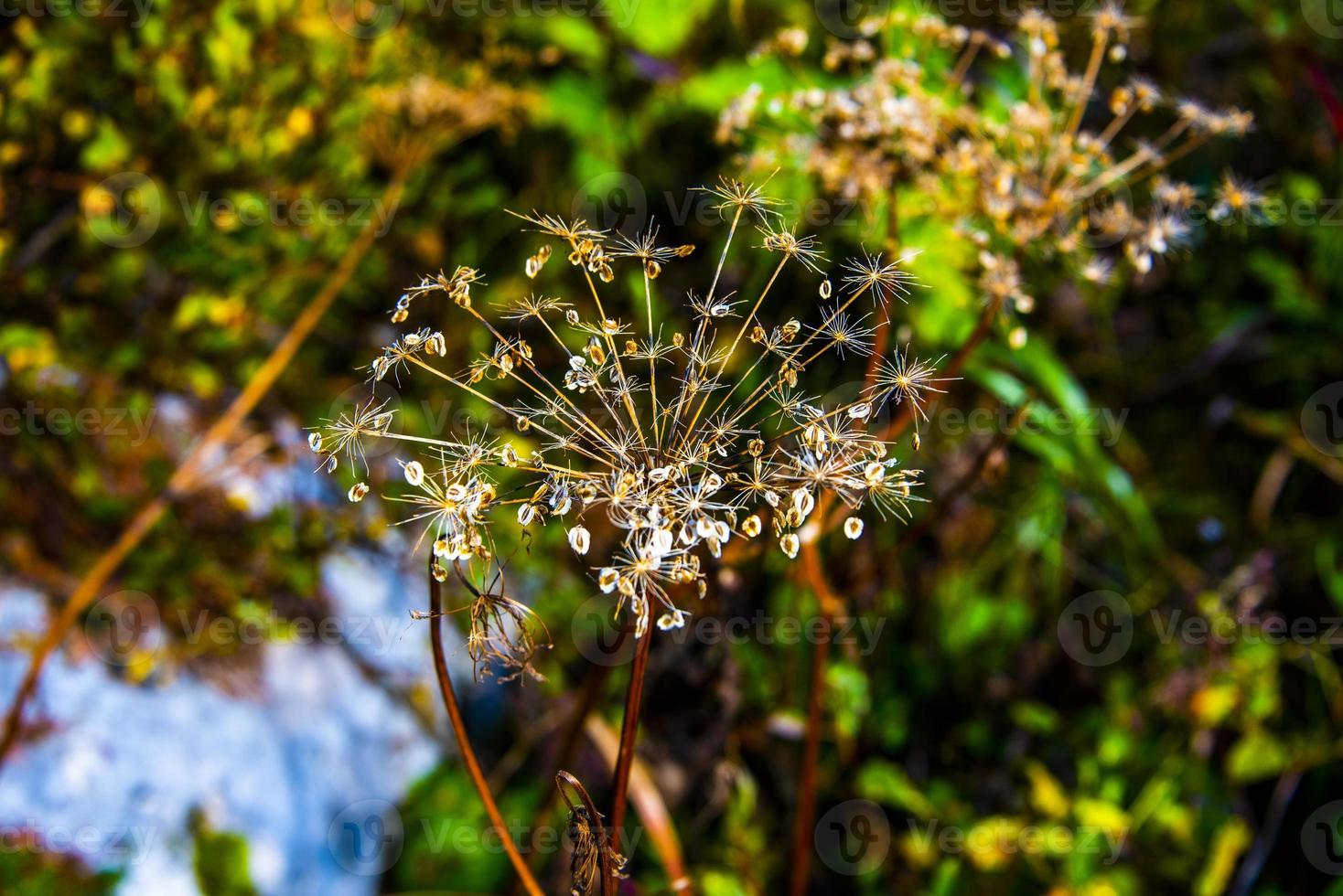 wilder Fenchel am See von Tret a Fondo foto