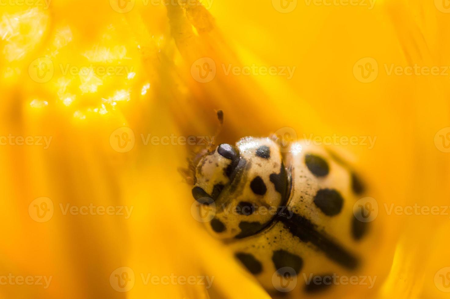 kleiner Marienkäfer im Makro versteckt in gelben Blütenblättern des Löwenzahns foto