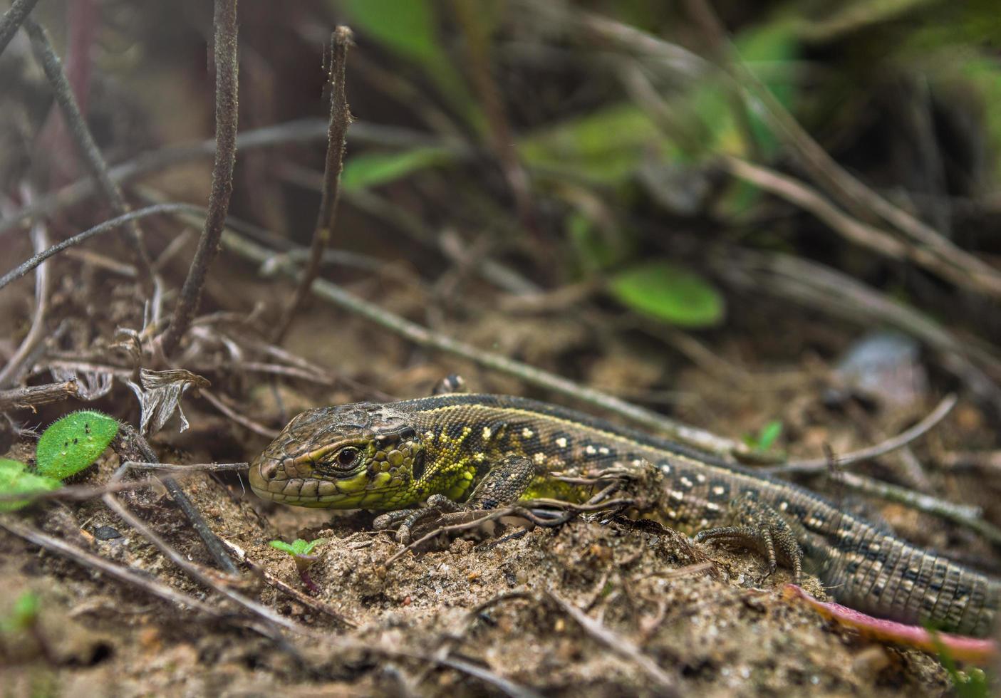 Gesicht der grünen Eidechse mit Auge im Makro foto