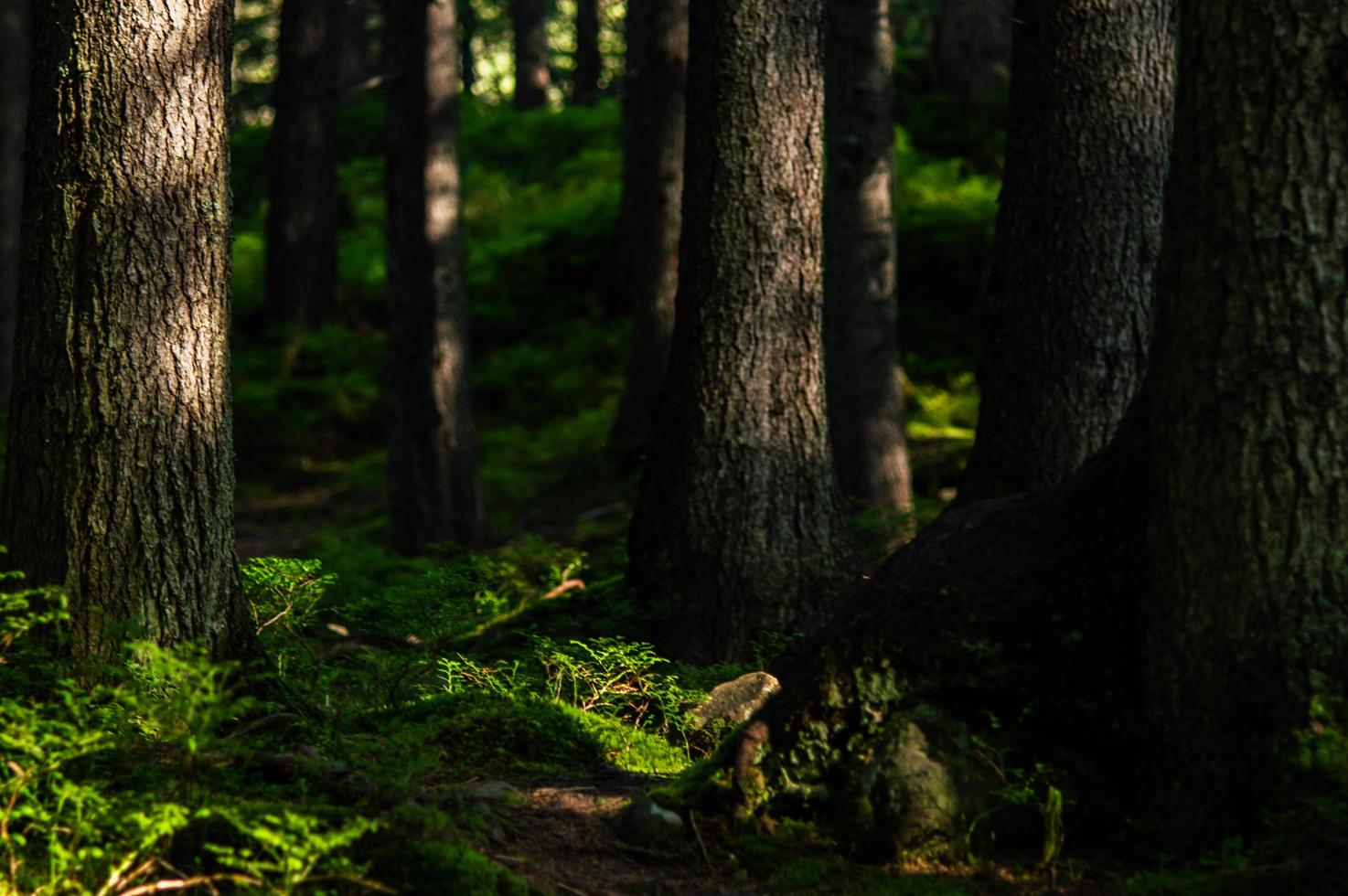 Karpaten-Naturwald auf grünen Hügeln in den Sommerbergen foto