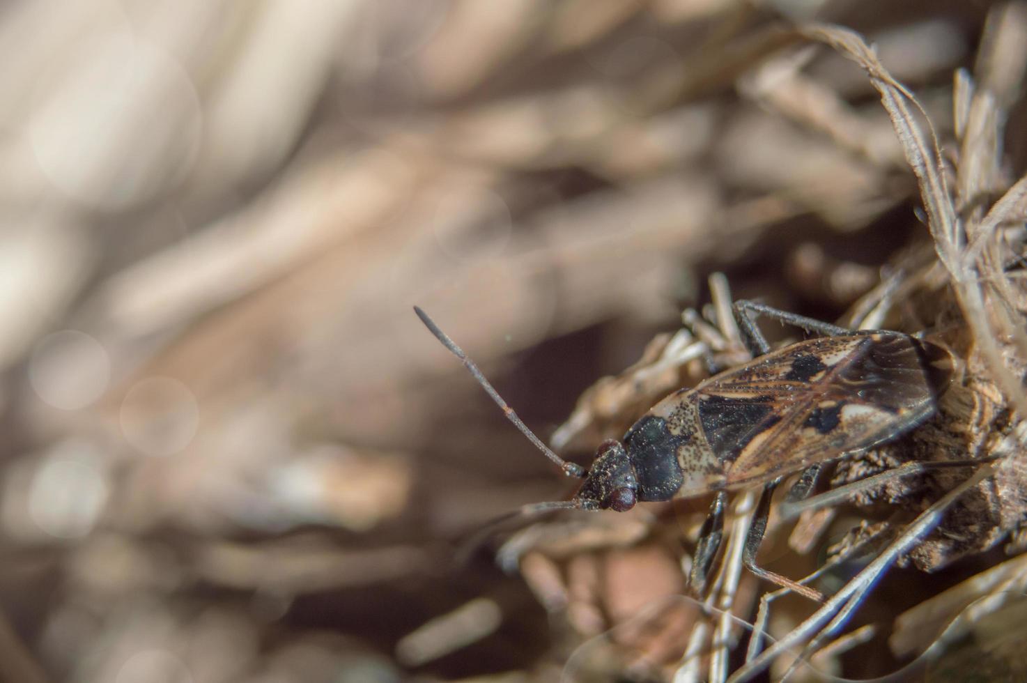 Brown Elm Bug im Makro foto