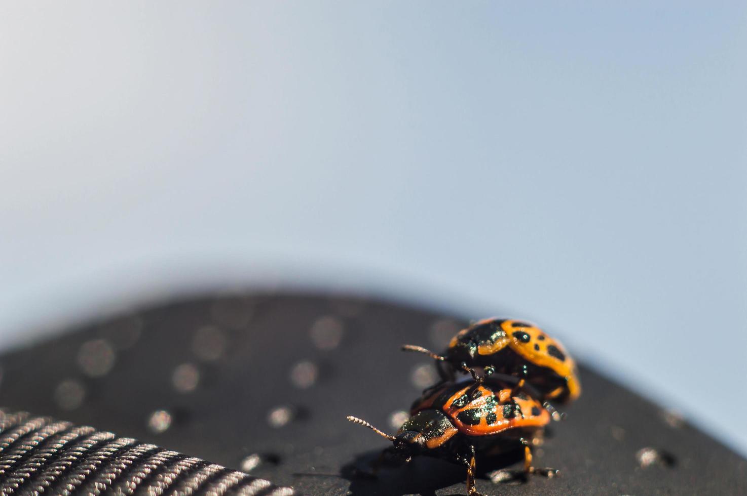 Bugs mit orangefarbenem Körper und schwarzen Punkten im Makro foto