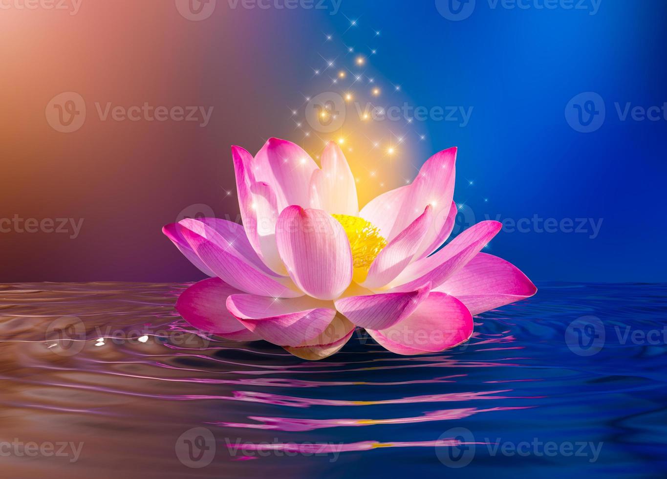 rosa Lotus schwimmend foto