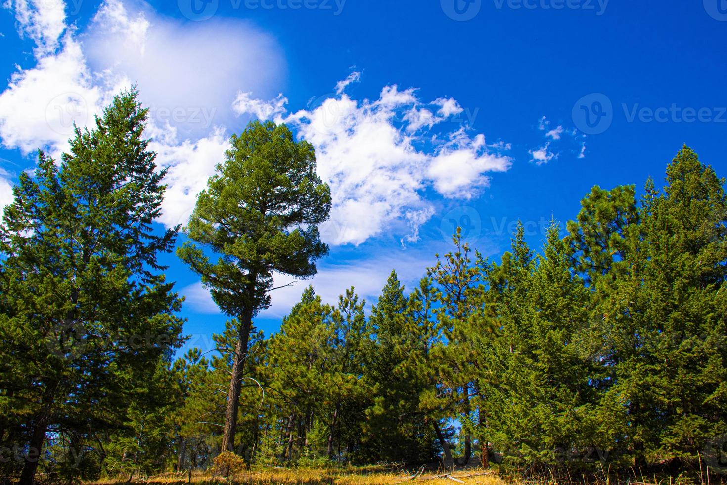 Sommertag im Chautauqua Park in Boulder, Colorado foto