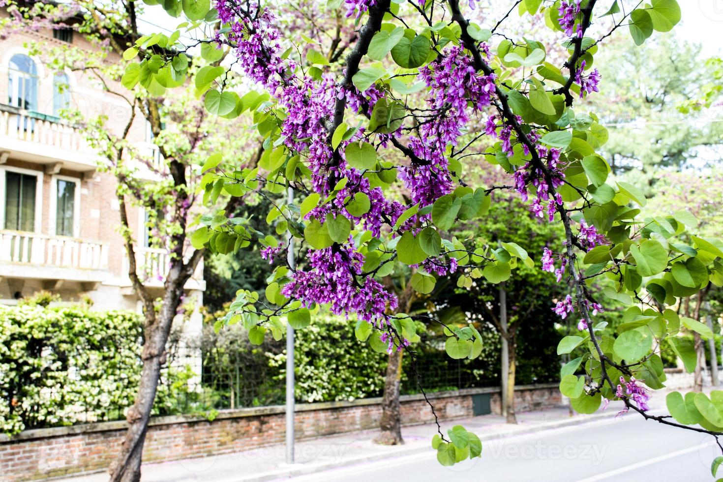 Cercis Siliquastrum oder Judas Baum in Vicenza, Italien foto