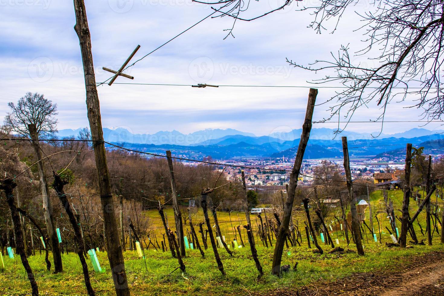 Der Weinberg erwacht aus dem Winter foto