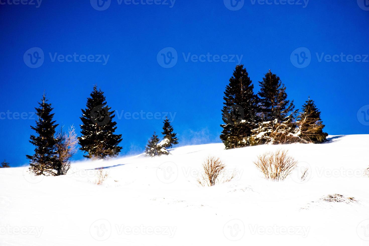 Kiefern und Schnee foto