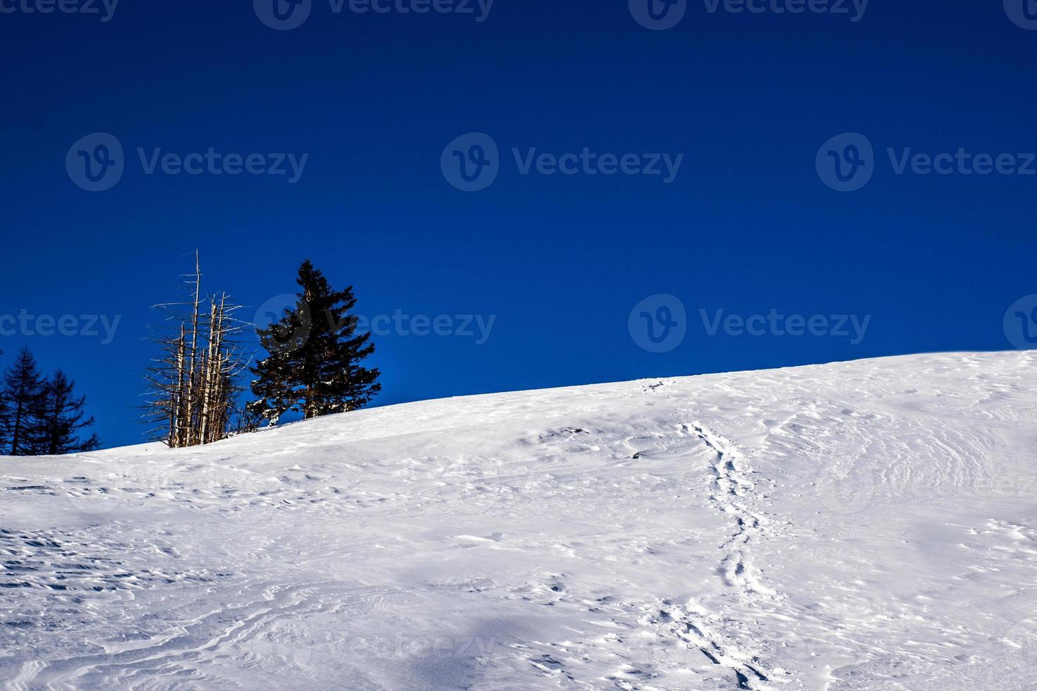 Kiefern und Schnee foto