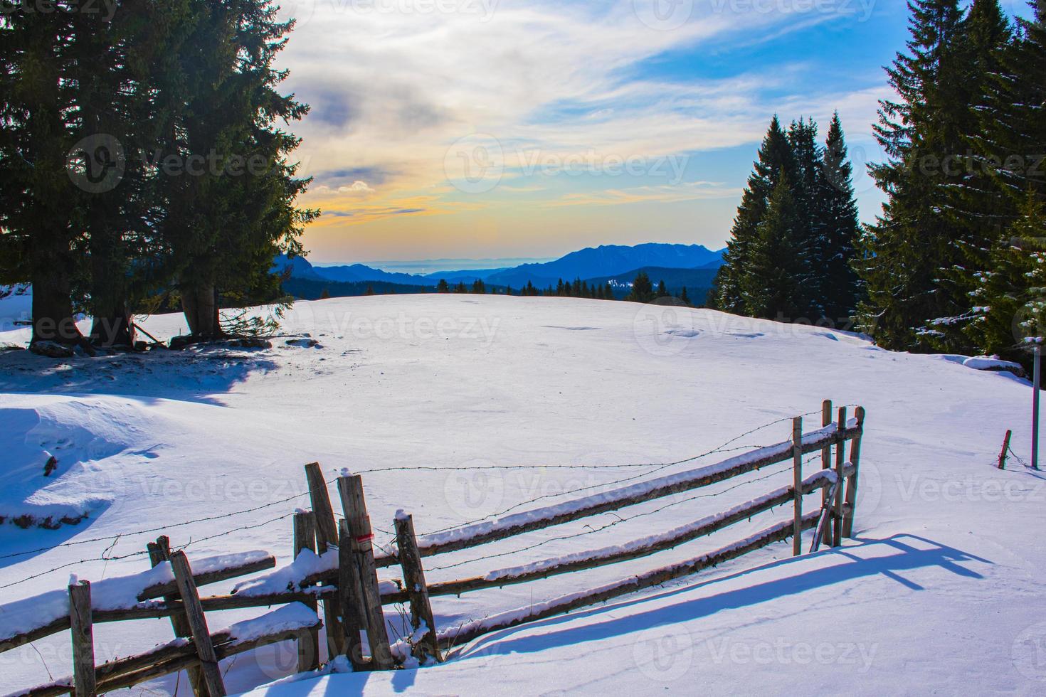 Kiefern und Schnee foto