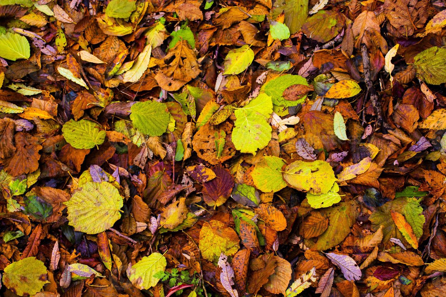 Farben des Herbstes foto