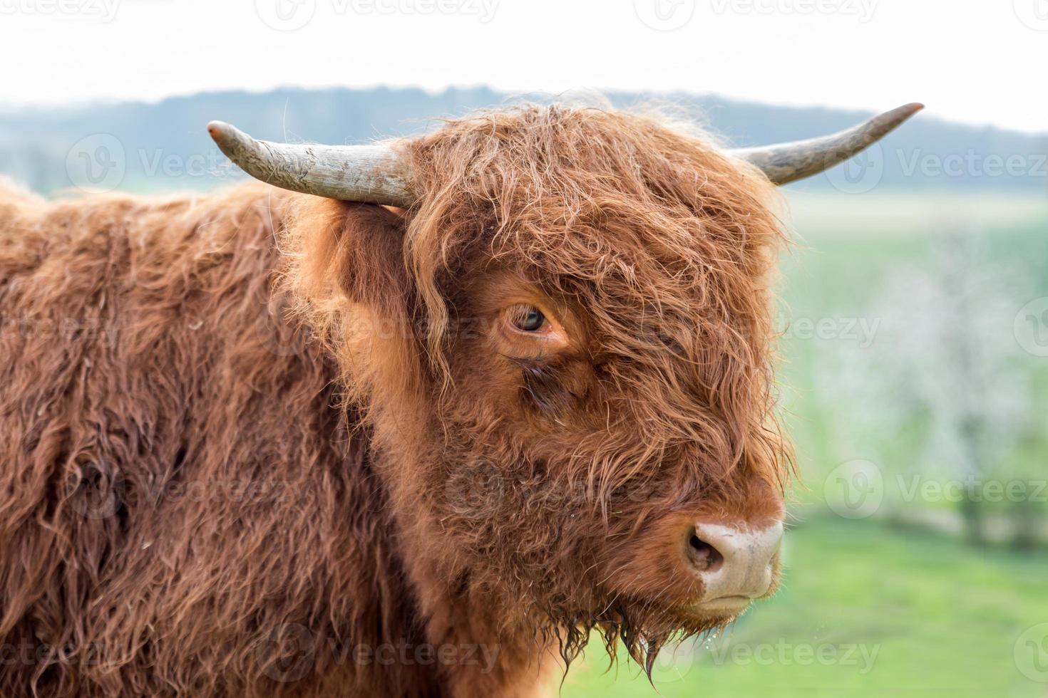 junges braunes schottisches Hochlandvieh auf einer Weide foto