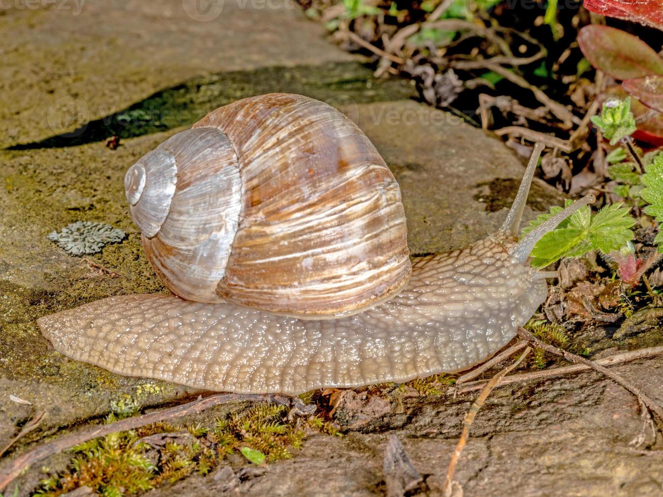 Schnecke kriecht über einen Stein in der Sonne foto