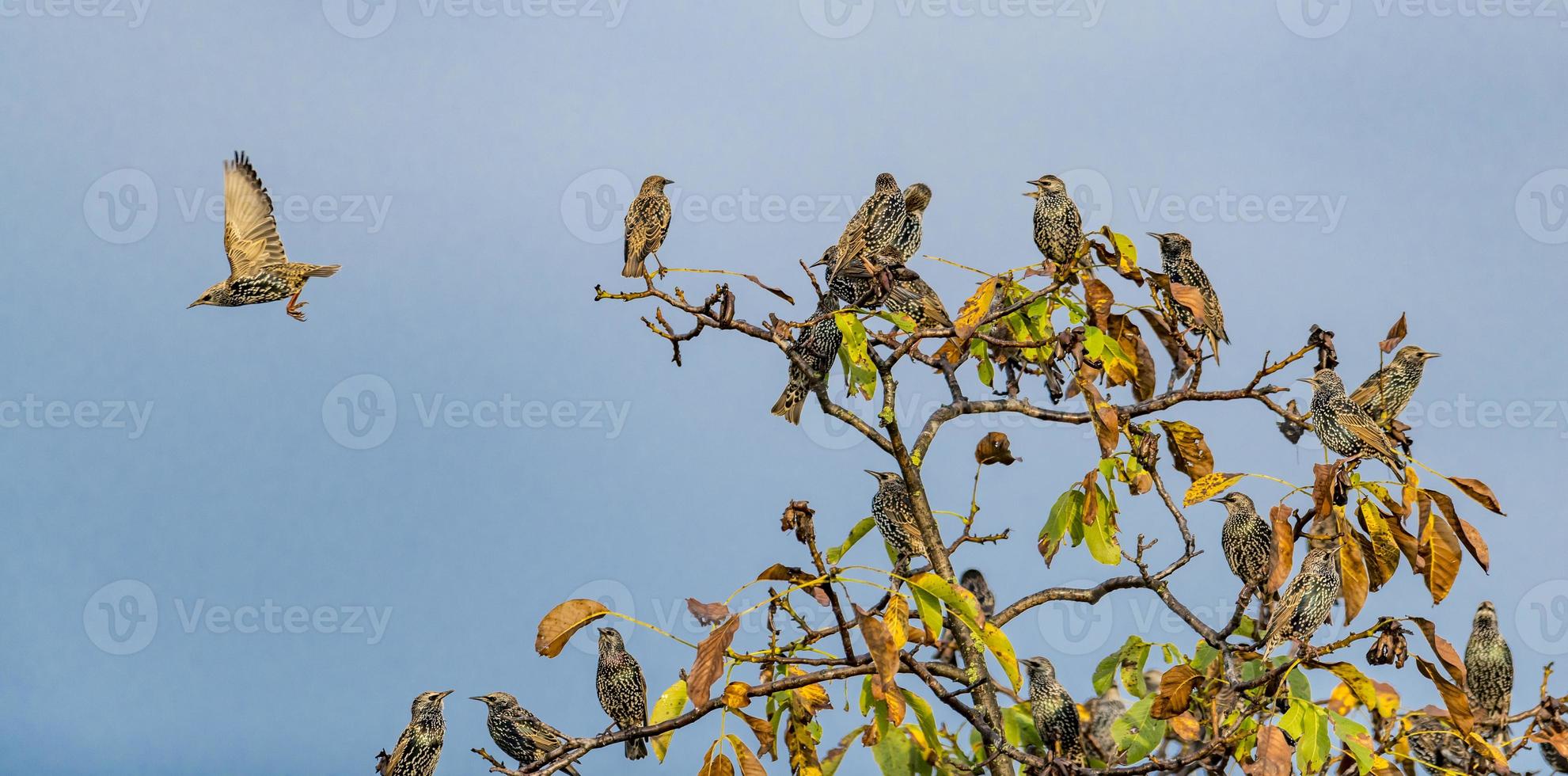 Viele Stare sitzen auf einem Walnussbaum mit herbstlichem Laub und blauem Himmel foto