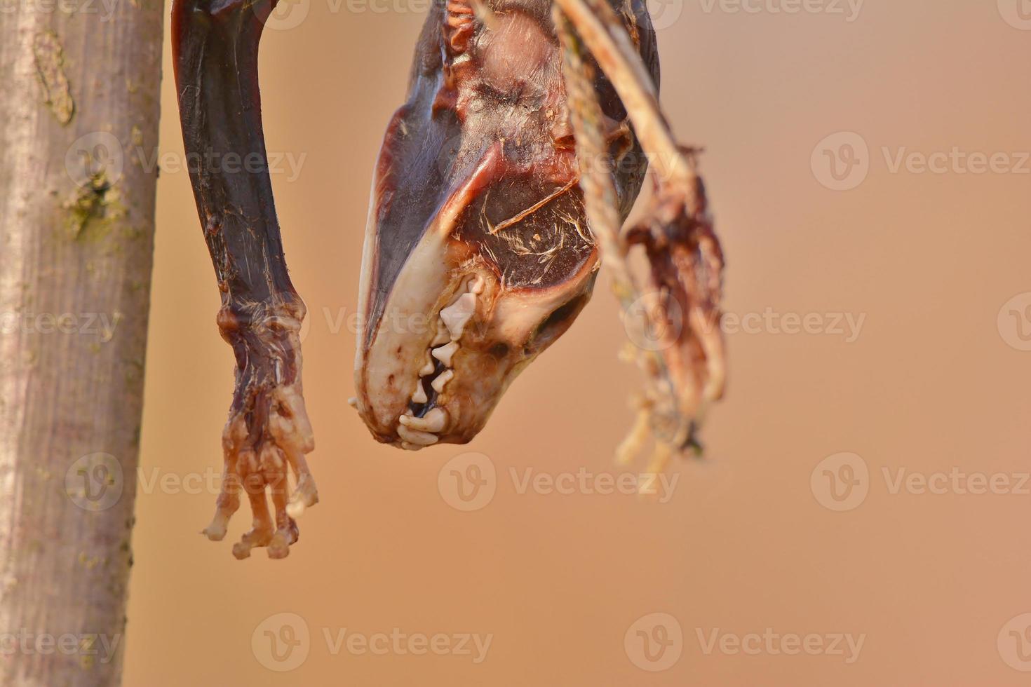 Tierkadaver zur Fütterung wilder Greifvögel foto