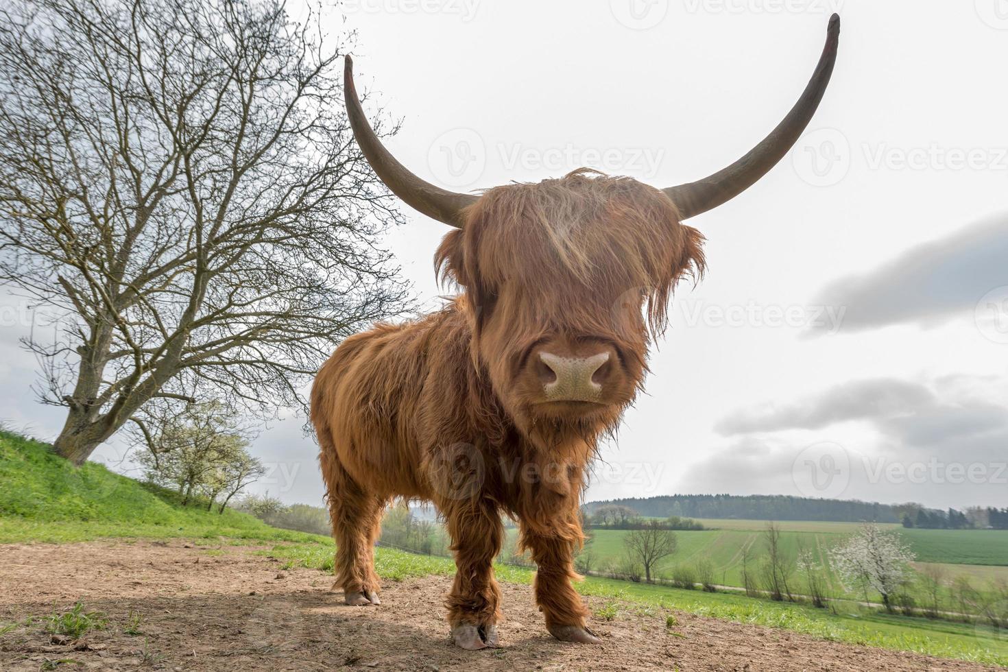 junges braunes schottisches Hochlandvieh auf einer Weide foto