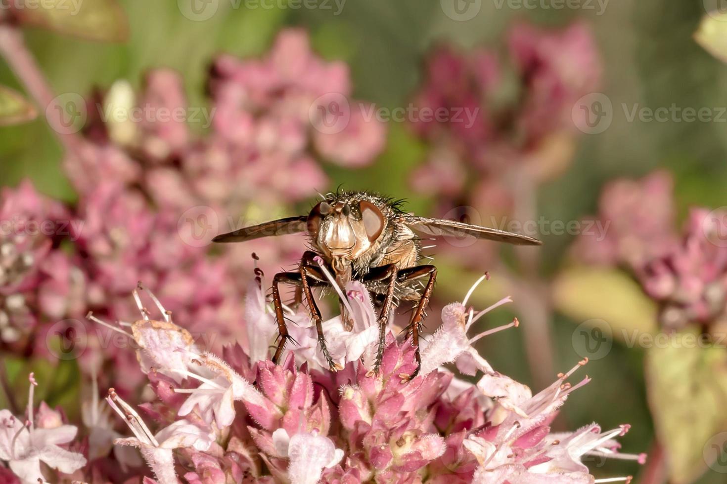 Fliege sitzt auf einer rosa Majoranblüte foto