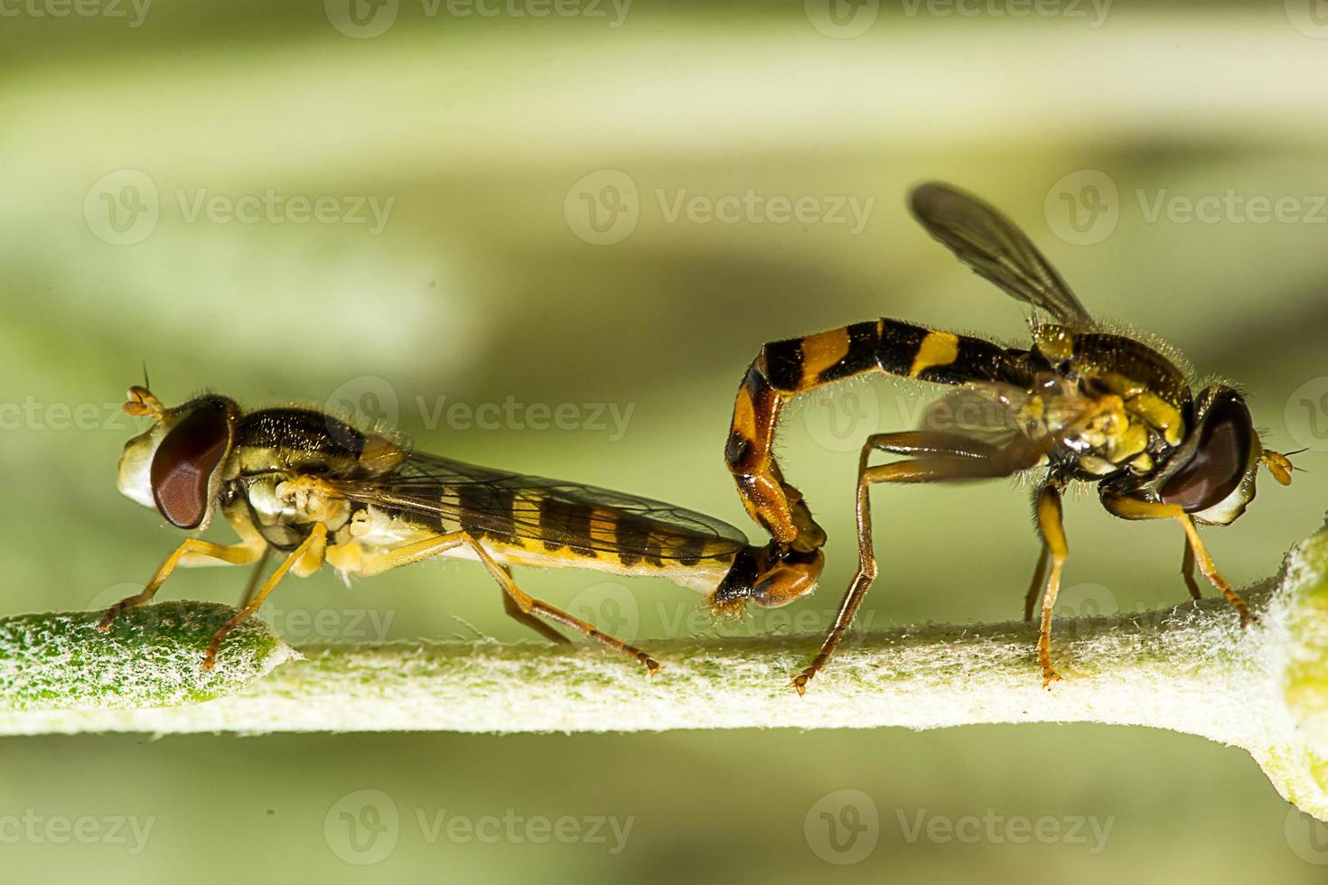 zwei Schwebfliegen bei der Paarung auf einem Blütenstiel foto