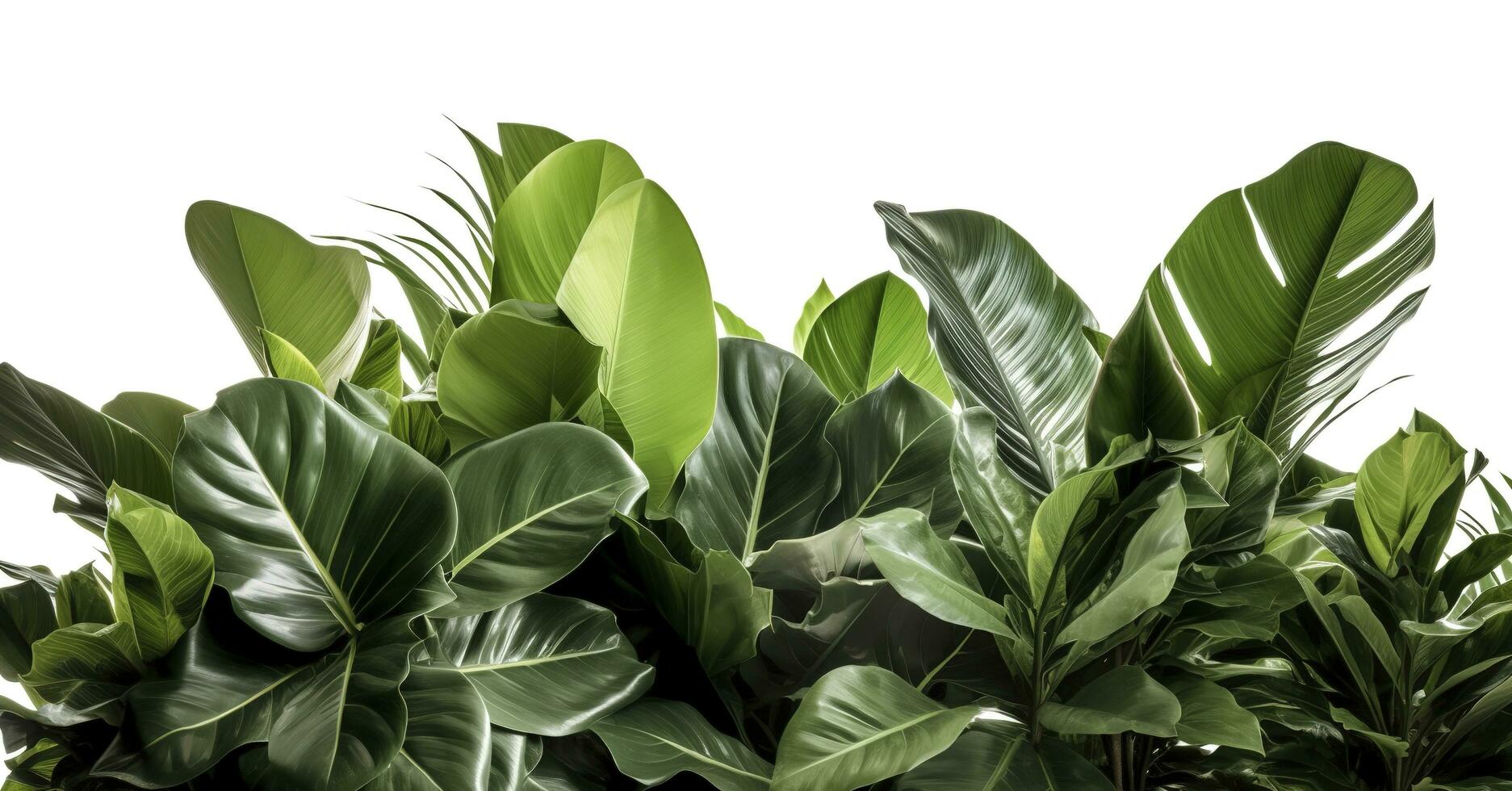 tropisch Blätter Laub Pflanze Urwald Busch Blumen- Anordnung Natur Hintergrund isoliert auf Weiß Hintergrund, Ausschnitt Pfad inbegriffen, generieren ai foto