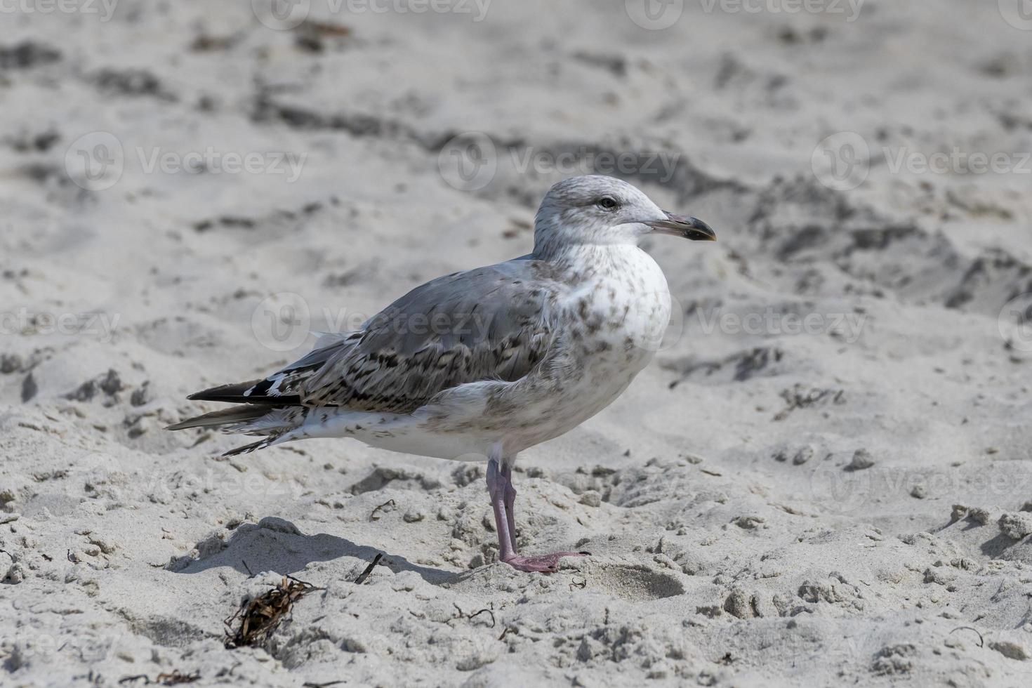 junge Möwe steht im Sand auf einer Düne foto