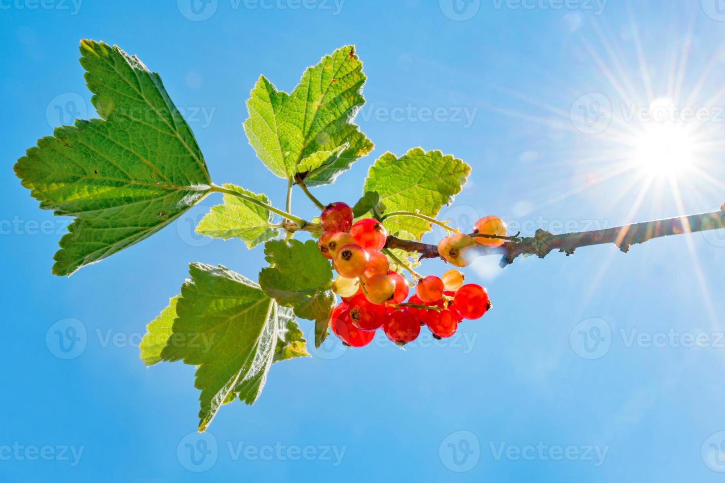 Johannisbeeren gegen einen blauen Himmel in der Hintergrundbeleuchtung foto