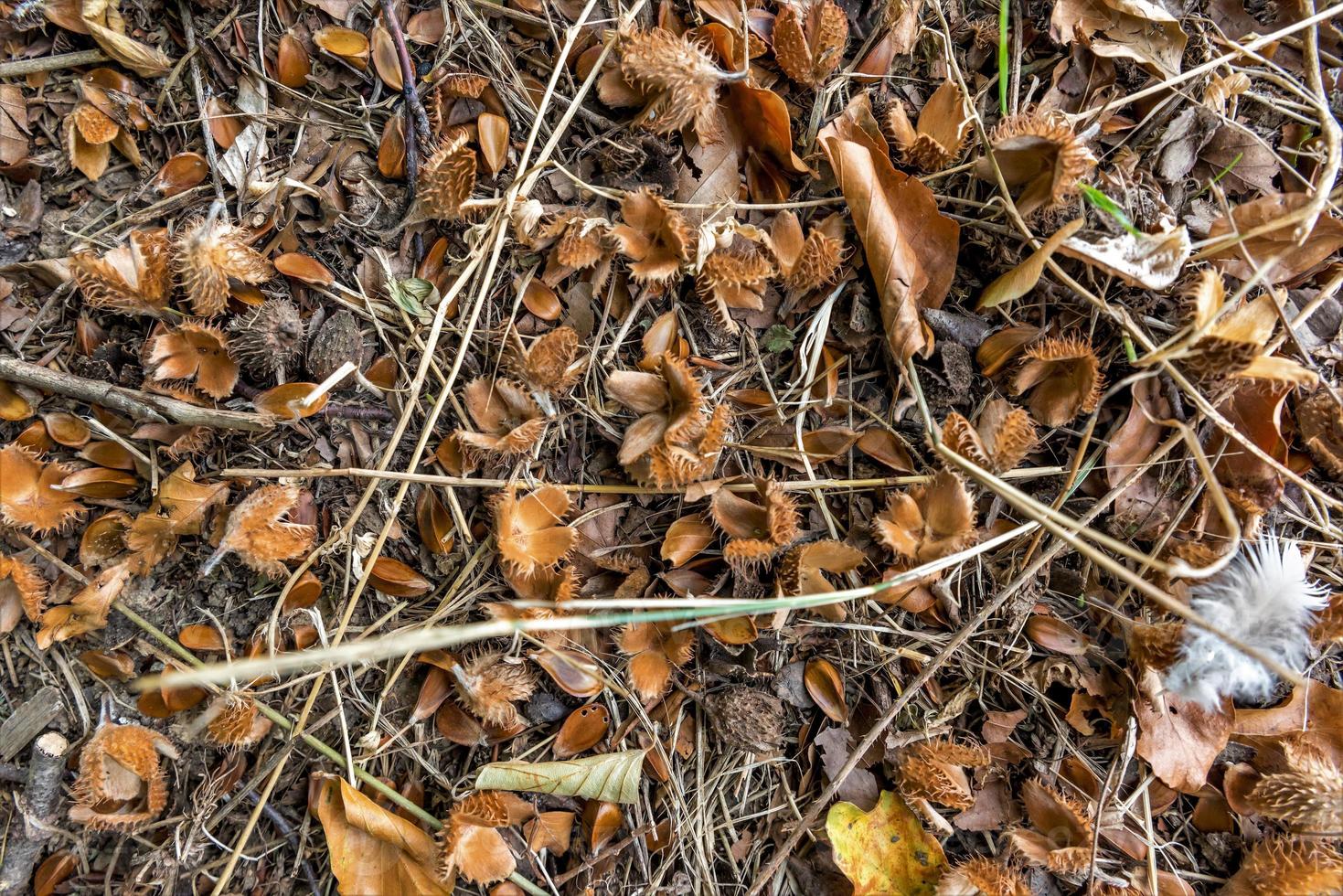 Waldboden mit Bucheckern Laub und Tannennadeln als Hintergrund foto