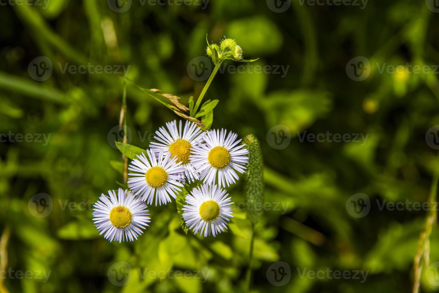 erigeron annuus im sommer foto