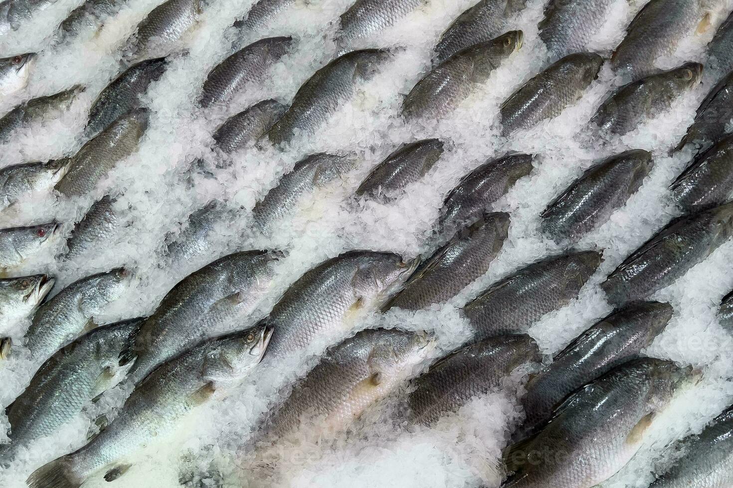 frisch Fisch auf Eis im das Markt foto