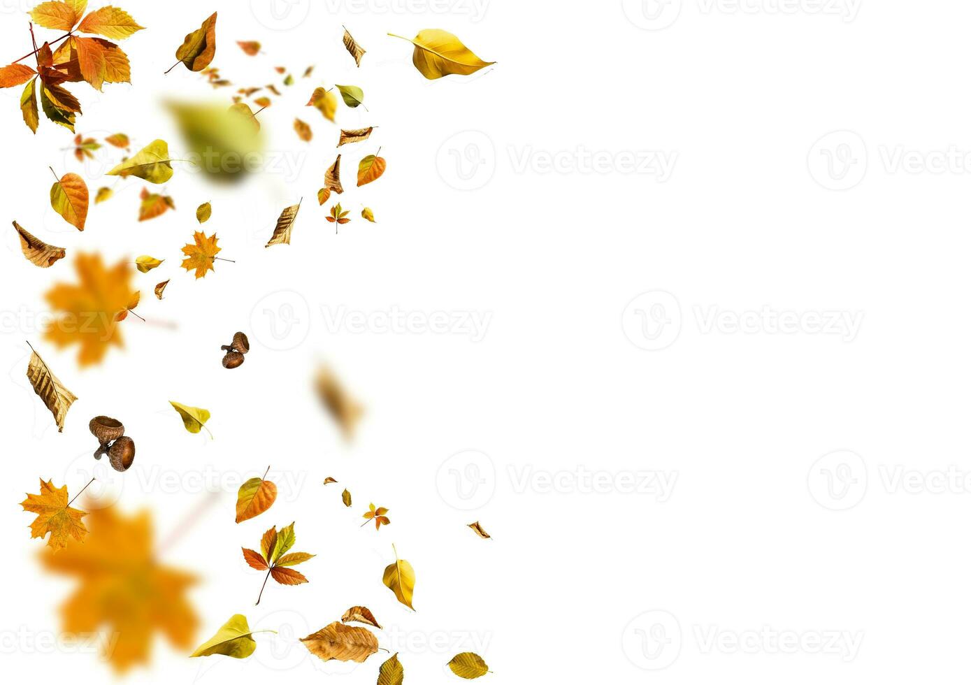Herbst Ahornblatt isoliert auf weißem Hintergrund foto