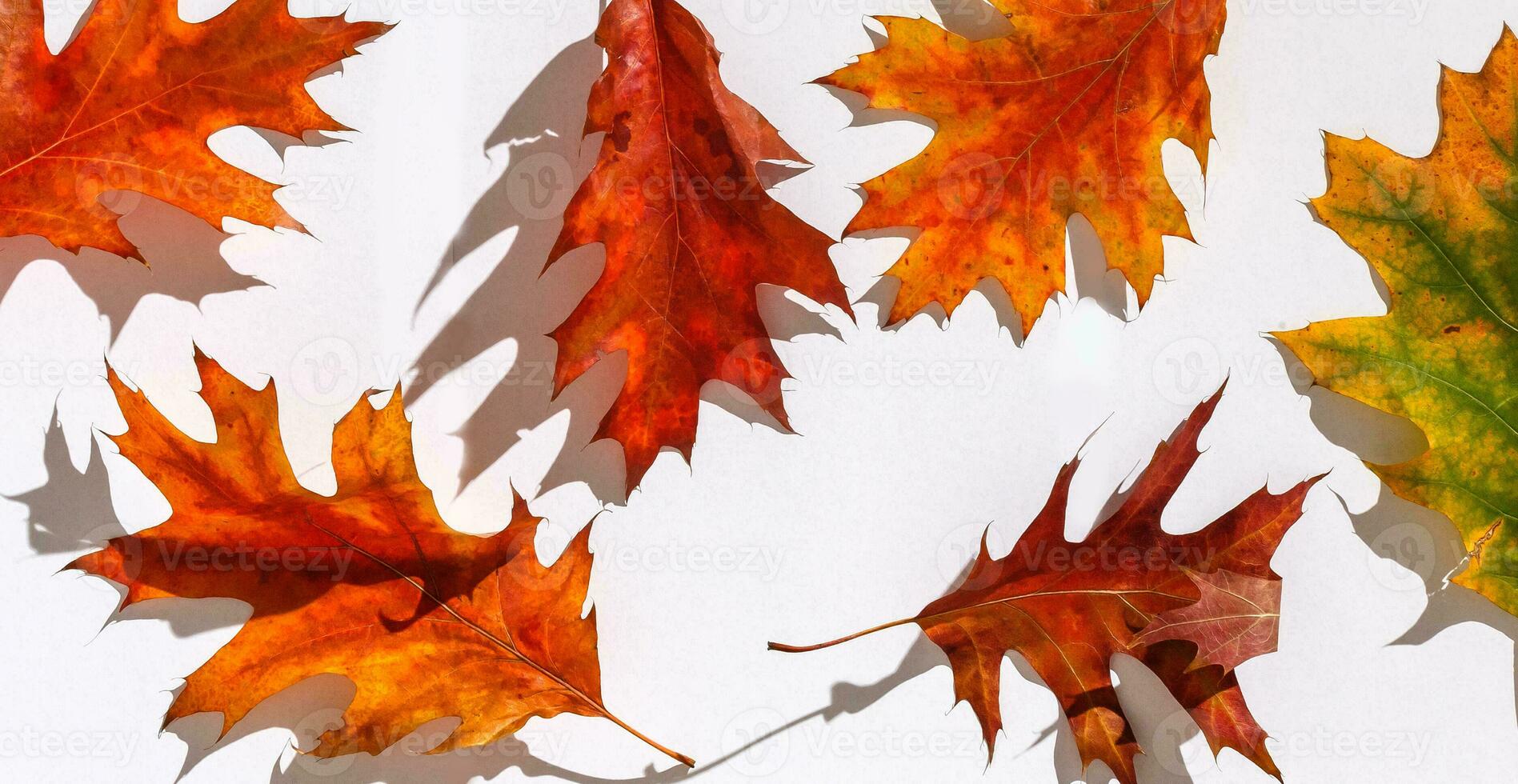mehrfarbig Blätter. bunt Herbst Blätter Sammlung isoliert auf Weiß Hintergrund foto