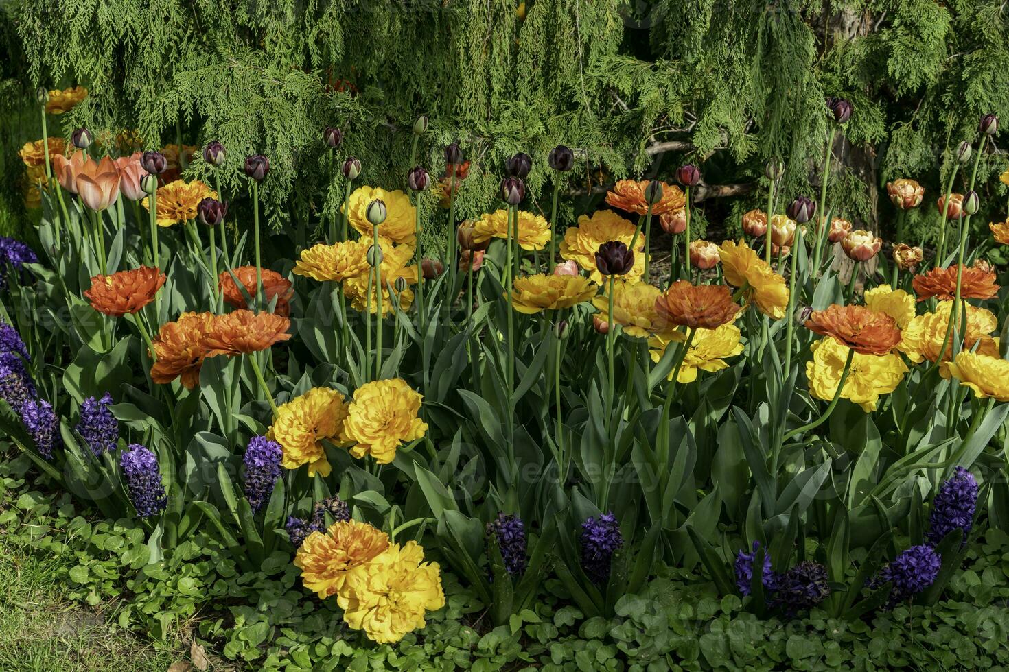 bunt Blumen beim Edwards Gardens im Toronto, Ontario. foto