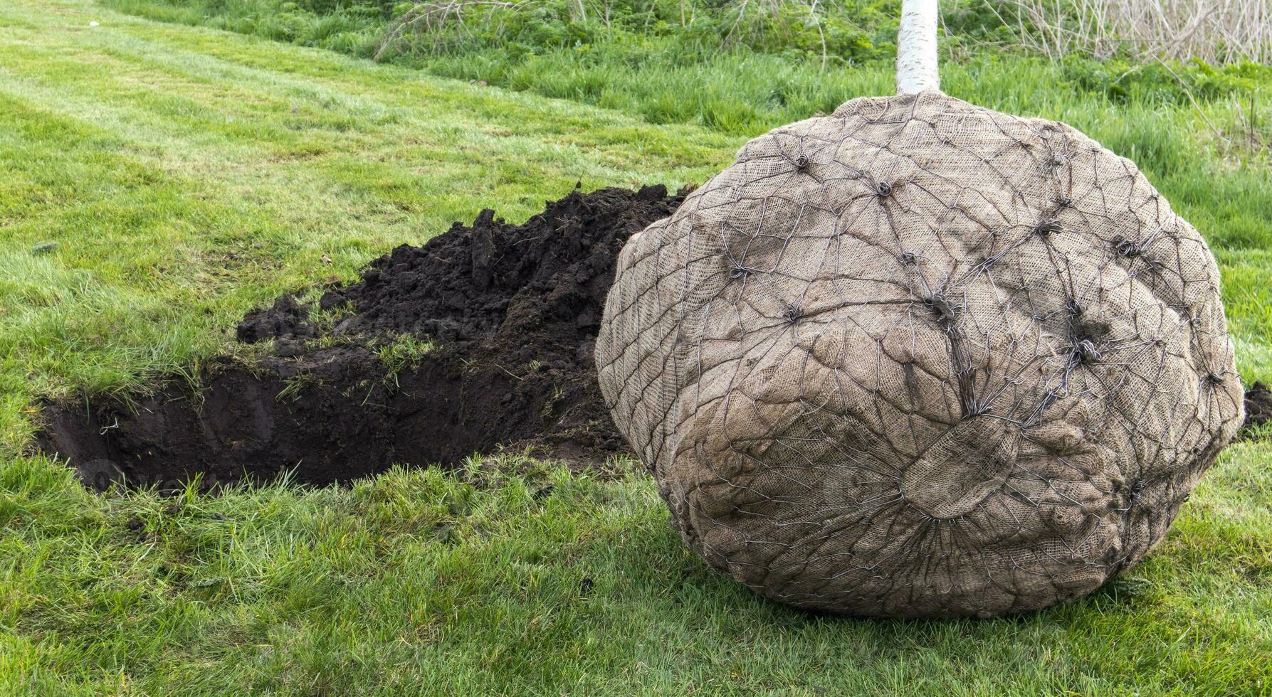 Sämling bereit zum Pflanzen im Stadt Park, Landschaftsbau Konzept. jung Bäume im städtisch Umfeld, Grün Konzept. warm Wetter zum Pflanzen Bäume Nahansicht. das Konzept von Wiederaufforstung. foto