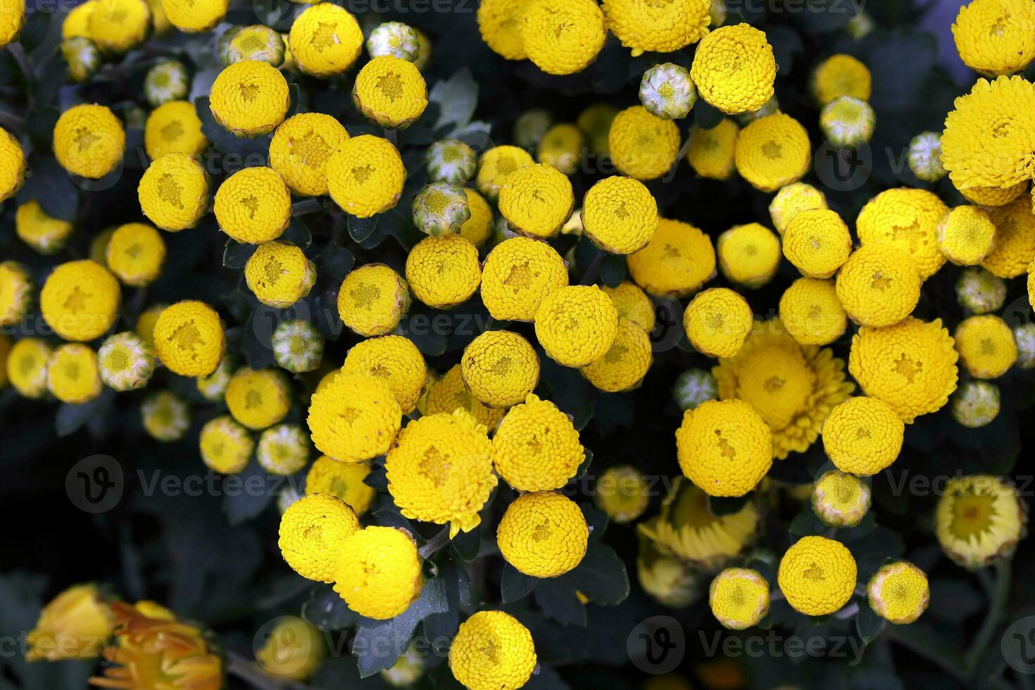 Gelb Taste Blume Trinkgeld Aussicht Hintergrund draussen Tageslicht foto