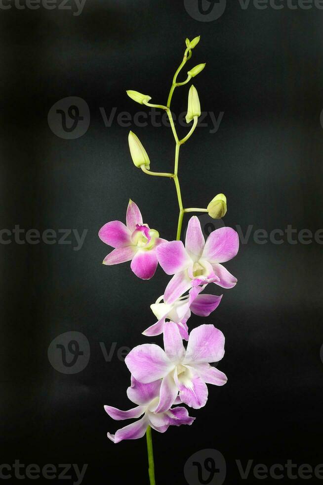 bunt Orchidee Blume foto