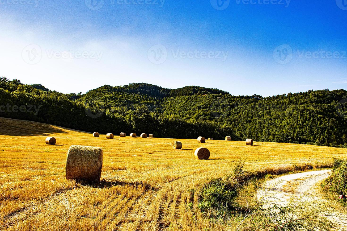 gelbes Feld mit Ballen reifem Heu an einem sonnigen Sommertag foto