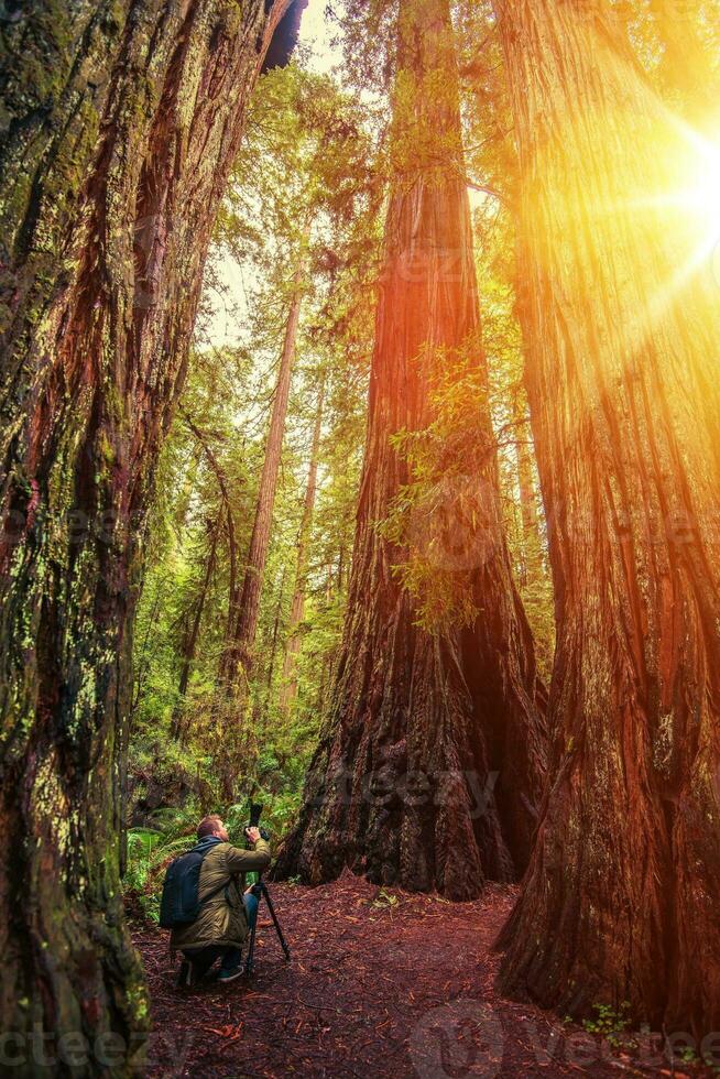 Natur Fotograf im Redwood foto