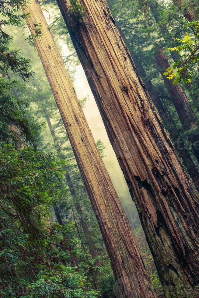 großartig Redwood Bäume foto