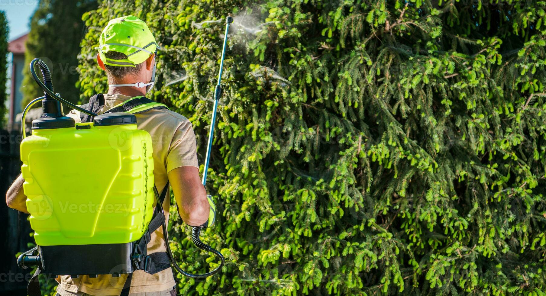kaukasisch männlich Arbeiter Sprühen Insektizid auf Kiefer Baum. foto