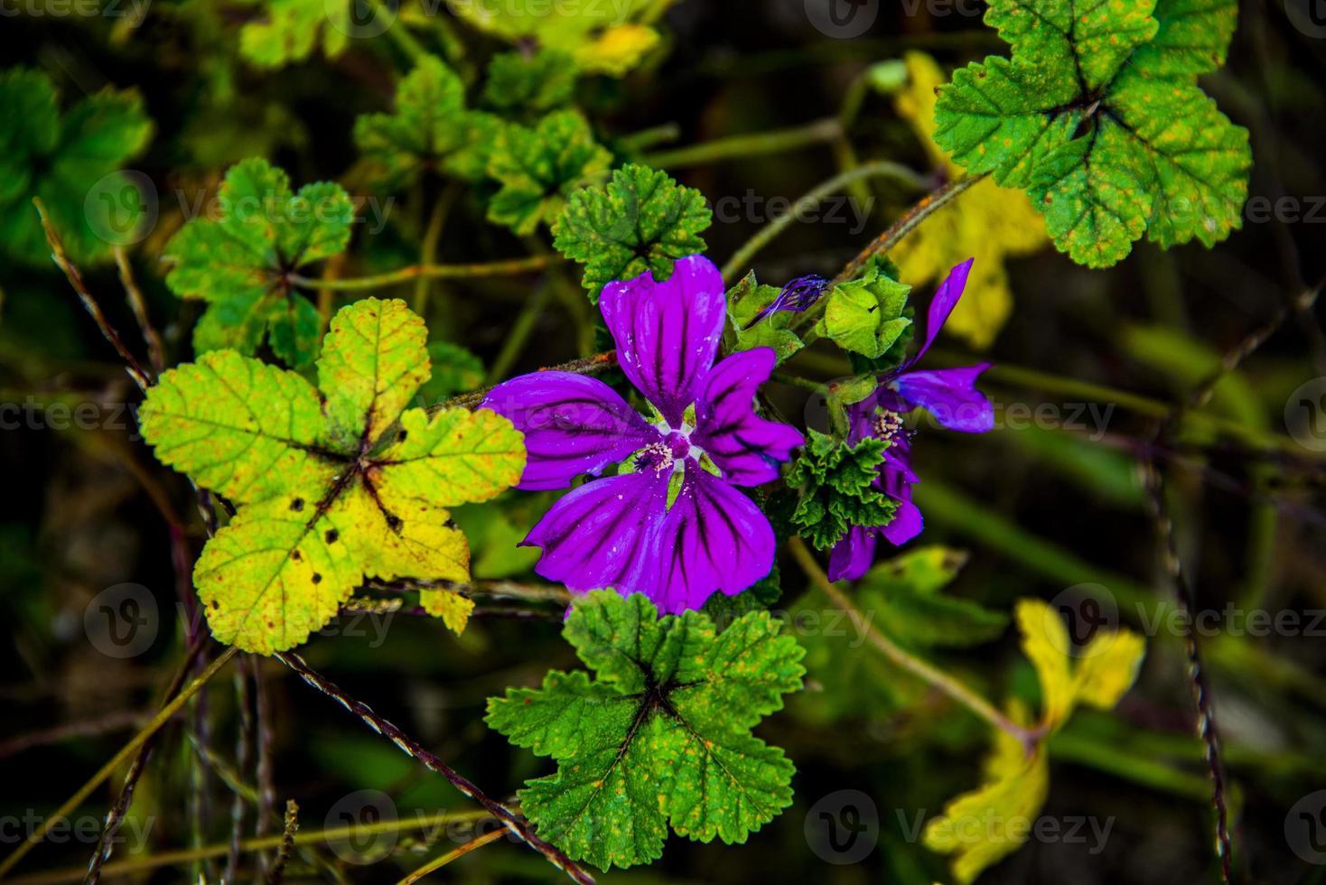 Nahaufnahme von lila Setigera Malva zwischen grünen Blättern foto