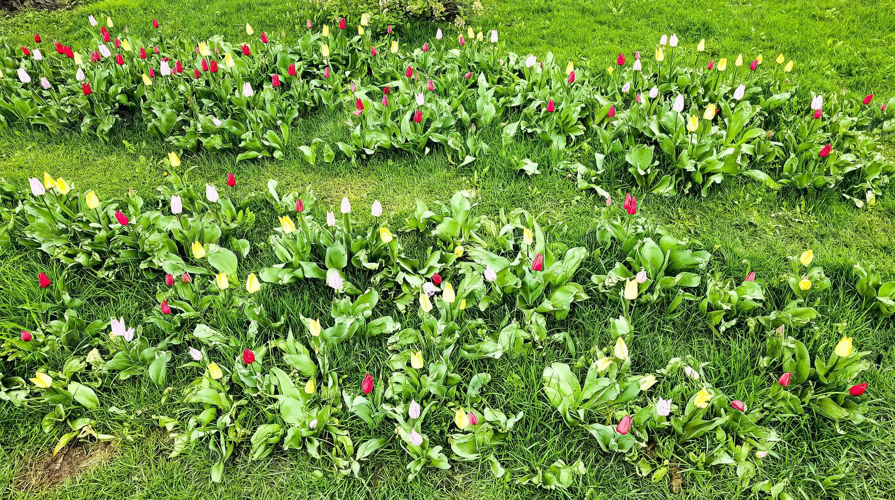 mehrfarbig Tulpen im das Frühling Park sind gerade Anfang zu blühen foto