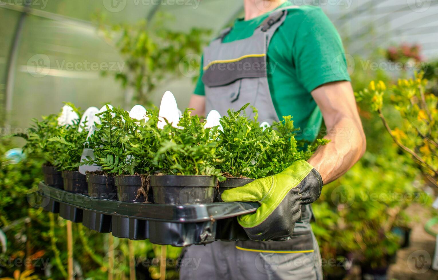 Garten Geschäft Arbeiter Tragen Töpfe von Blumen foto