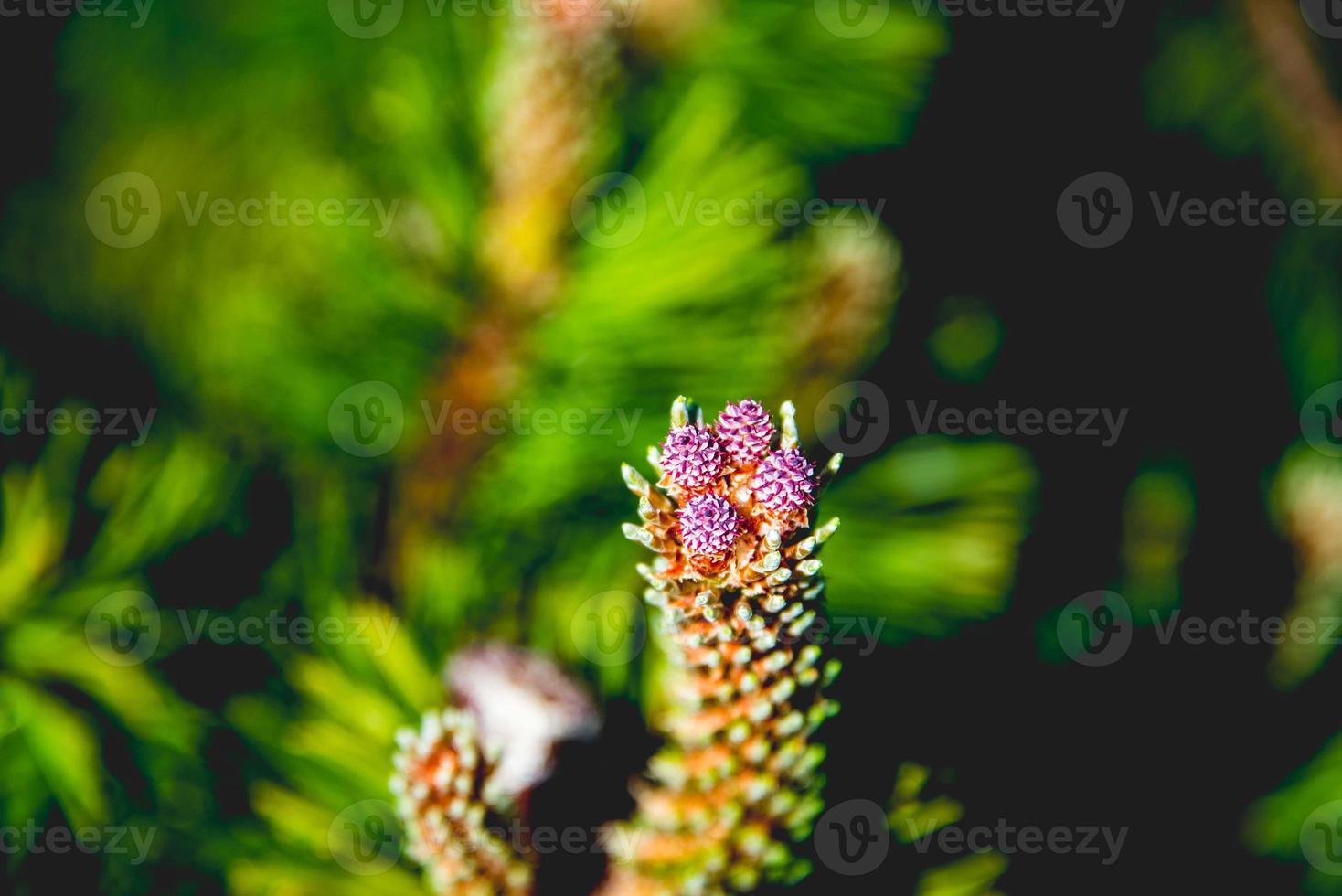 Nahaufnahme eines Tannenzapfens foto