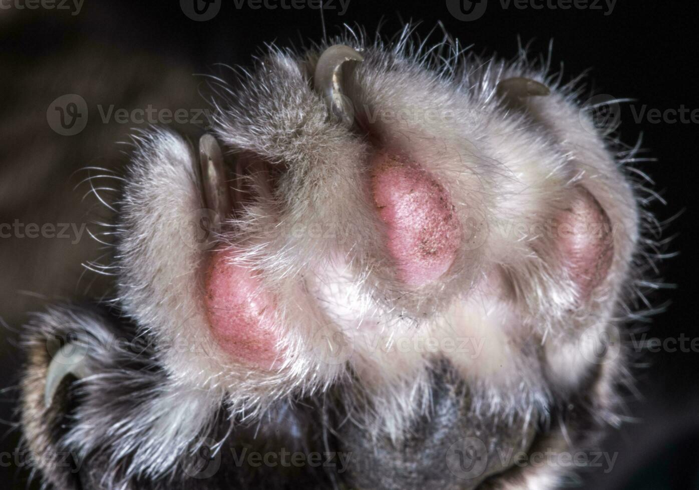 Katze Pfote mit Pads und Scharf Krallen. foto