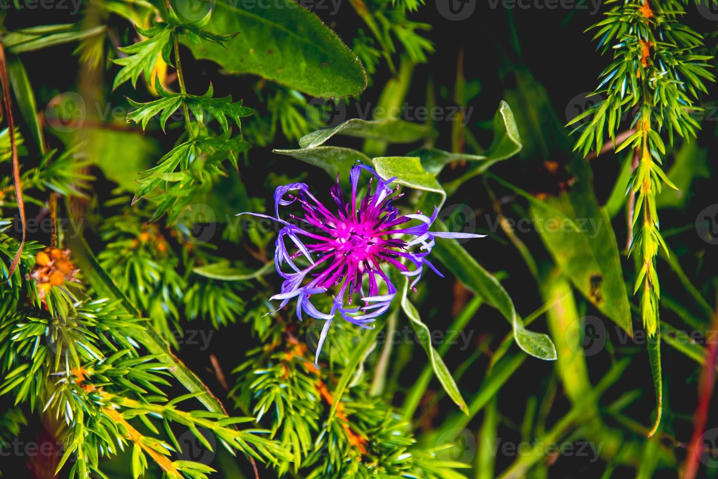 Nahaufnahme von Cyanus montanus violett auf Monte Altissimo di Nago in Trento, Italien foto