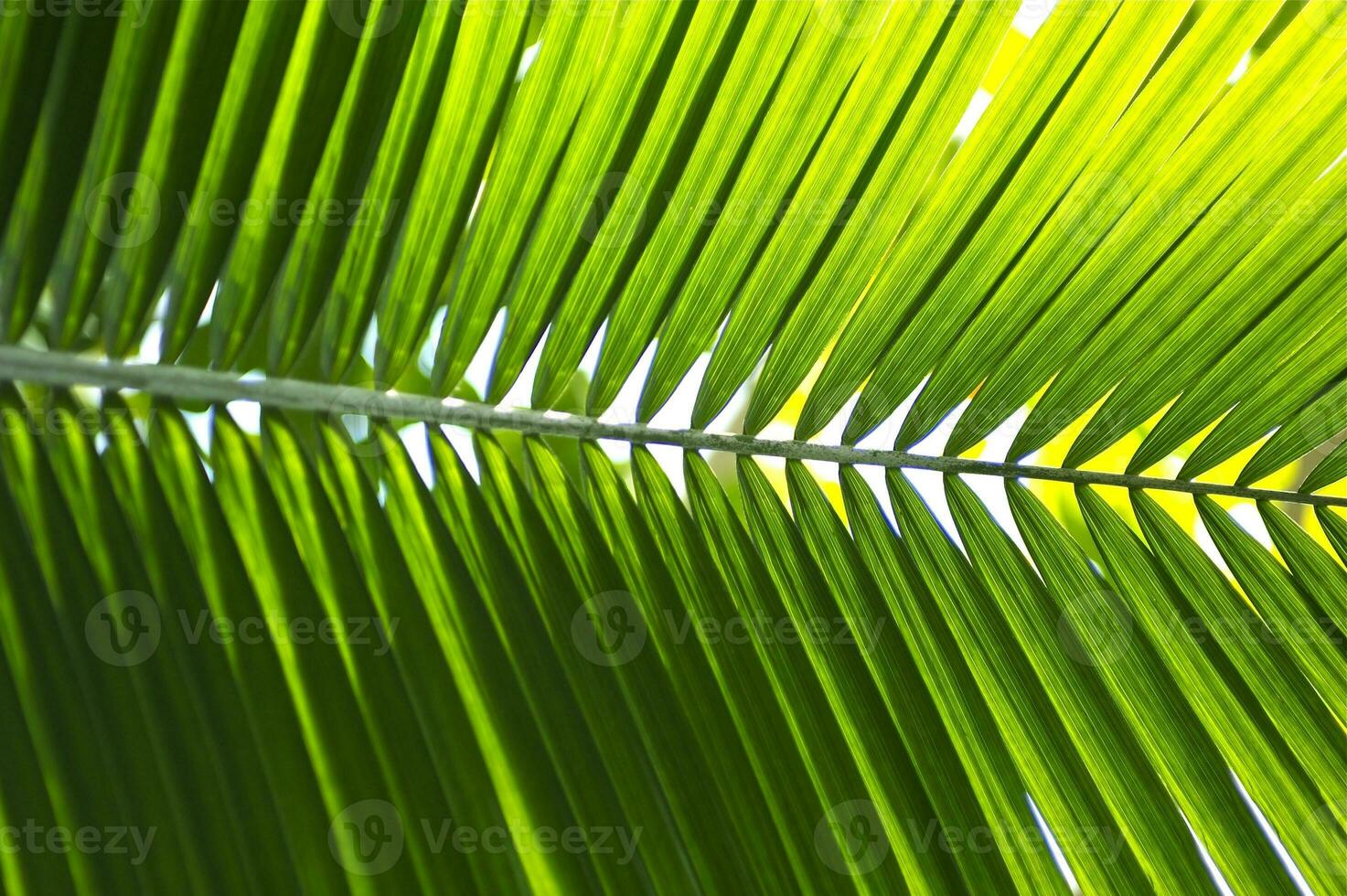 tropisches Palmblatt foto