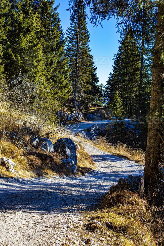 Spur zwischen den Kiefern foto