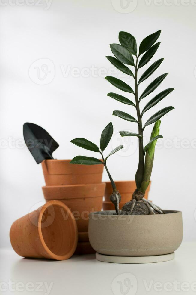 Sansibar Juwel, zz Anlage, Zamioculcas zamiifolia foto