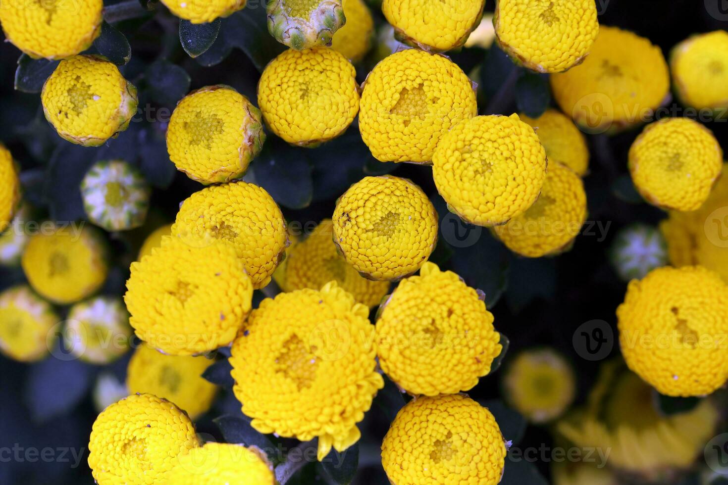 Gelb Taste Blume Trinkgeld Aussicht Hintergrund draussen Tageslicht foto